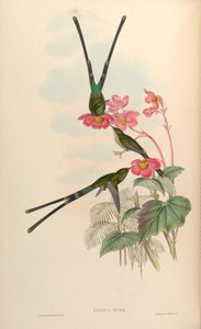 Lesbia nuna door John Gould